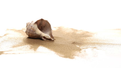 Seashell in sand pile isolated on white background