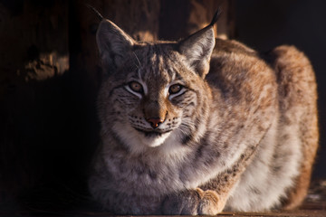The lynx imposingly lies and looks with its clear eyes forward; the paw is extended