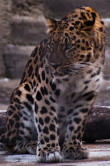 Leopard sat down, disgruntled and wary, the pose expressed tension and readiness for action