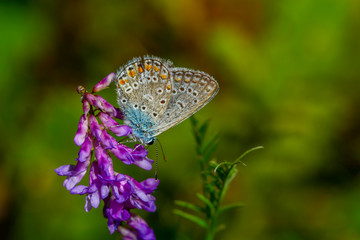 Beautiful butterfly sitting on flower in a summer garden