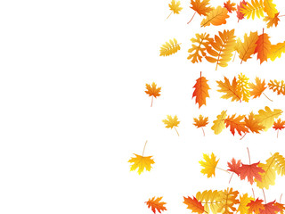 Oak, maple, wild ash rowan leaves vector, autumn foliage on white background.