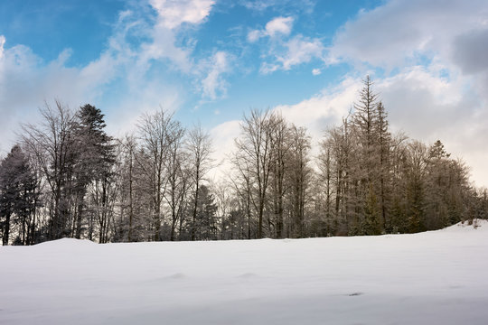 trees on a snowy hill. lovely nature scenery with beautiful sky in winter