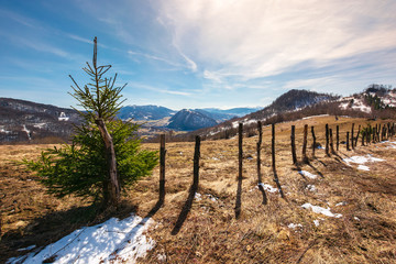small spruce tree by the fence on top of a hill. lovely mountainous countryside in springtime....