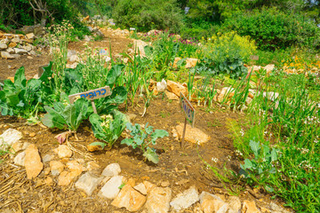 Hashavshevet community garden