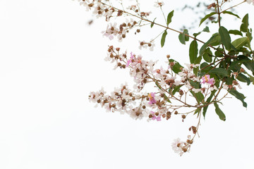 Lagerstroemia loudoni Teijsm.