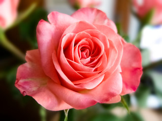 pink rose in the garden macro