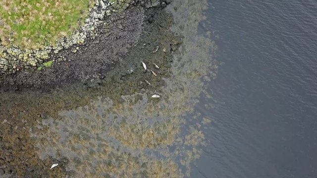 Aerial view of seal colony in Scotland - UK