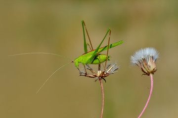 Grasshopper macro in green nature - Stock Image