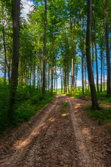 dirt road uphill through the deep beech forest. beautiful nature scenery with tall trees
