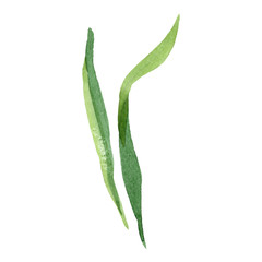 Green leaf. Floral botanical flower. Watercolor background illustration set. Isolated leaves illustration element.