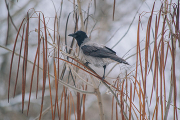 Raven on the tree. Old raven sitting on the branch in winter park.