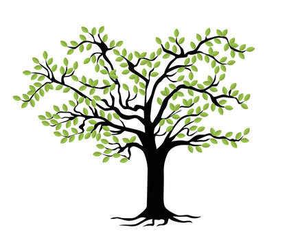 Family Tree template. Vector illustration Stock Vector