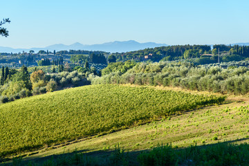 Fototapeta na wymiar Vineyard in Chianti region. Tuscany. Italy