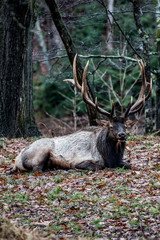 Bedded bull elk – Photographed in Elk State Forest, Elk County, Benezette, Pennsylvania