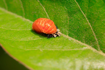 ladybug pupae on the leaf