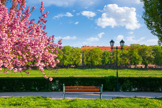 bench on the embankment near the lantern and sakura tree in blossom. wonderful springtime scenery of Uzhgorod town