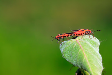 lygaeidae insect mating on green leaves