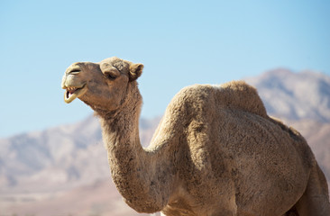 Portrait ofcamel looking straight into my camera. Camel in Jordan desert, funny close up. Humorous photo of camel. Wadi Rum, Jordan. Animal in desert