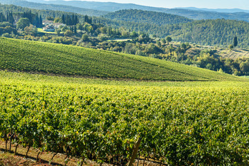 Vineyard in Chianti region. Tuscany. Italy