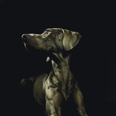 weimaraner