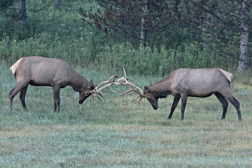 Two buii elk sparring – Photographed in Elk State Forest, Elk County, Benezette, Pennsylvania