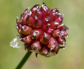Macrophotographie fleur sauvage - Ail a tete ronde - Allium sphaerocephalon