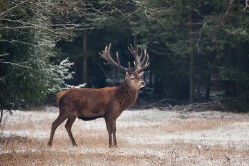 Elk Deer. Mature Stag With Big Gorgeous Heavy Horns Stands Under The Hanging Branches At Background Of Old Pine Forest. Artistic Shot Of Noble Deer In Winter. Christmas Wildlife Image With Old Buck.