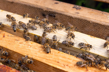 Close up view of the bees swarming on a honeycomb..