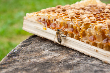 Close up view of the working bee on the honeycomb with sweet honey..