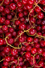 Red currant berry as background..