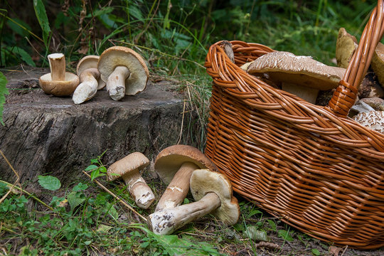 Groups of porcini mushrooms (Boletus edulis, cep, penny bun, porcino or king bolete) and wicker basket on natural wooden background..