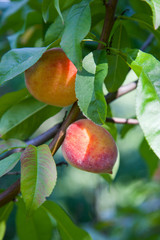 Ripe juicy peaches on a tree branch on sunny summer day.