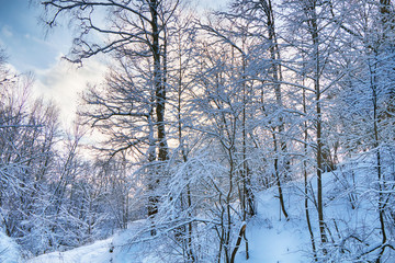 Beautiful winter snowy forest