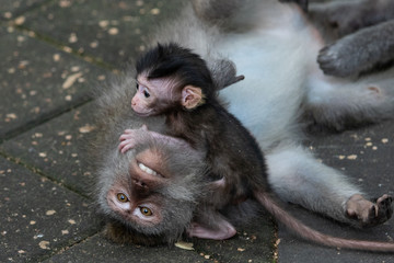familia mono: bebe y padre