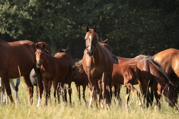 Mare and offspring in the pasture