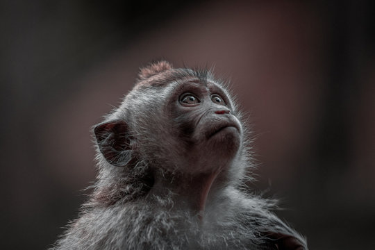 mirada mono