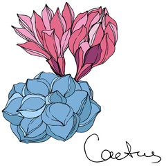 Vector Cacti floral botanical flower. Green and blue engraved ink art. Isolated cacti illustration element.