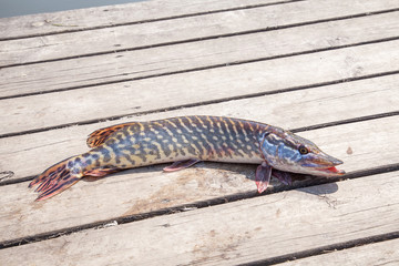 Trophy fishing. Big freshwater pike on wooden background..