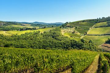 Fototapeta na wymiar Vineyard in Passignano in Chianti region. Tuscany. Italy