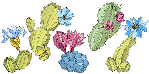 Vector Cacti floral botanical flower. Green and blue engraved ink art. Isolated cacti illustration element.