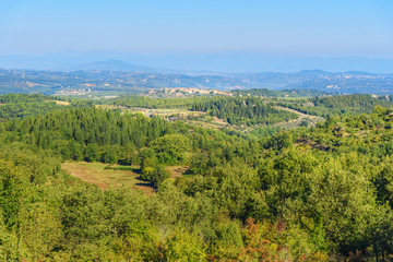 Fototapeta na wymiar Forest and Vineyard in Chianti region. Tuscany. Italy