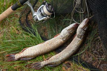 Good catch. Two freshwater pike fish on fish stringer on natural background..