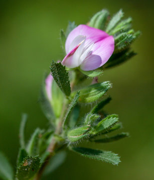 Macrophotographie fleur sauvage - Astragale Autriche - Astragalus austriacus