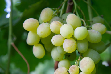 Close up view of ripe juicy berries of grapes on branch with leaves in vineyard..