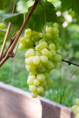 Ripe grapes bunch hangs on branch in vineyard..