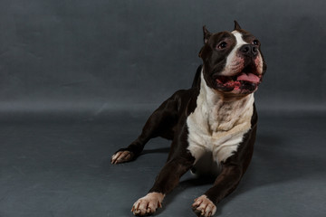  pit bull
