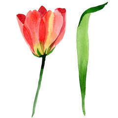 Yellow tulips. Floral botanical flower. Isolated tulip illustration element.