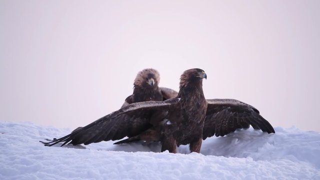 Two golden eagles fighting in snow, Telemark, Norway