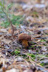 Wild edible bay bolete known as imleria badia or boletus badius mushroom growing in pine tree forest..