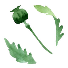 Burgundy poppy. Floral botanical flower. Isolated poppy illustration element.